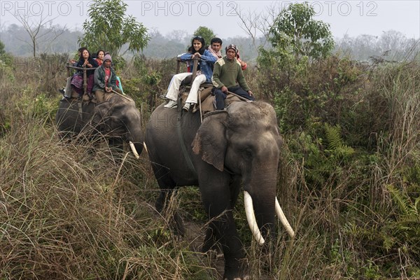 Mahouts and Asian tourists riding elephants in the Chitwan National Park