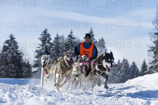 Sled dog racing