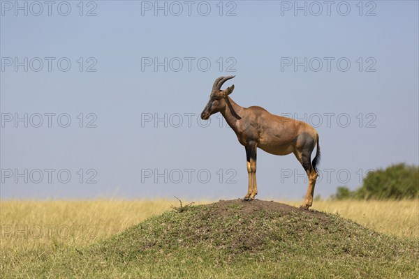 Topi (Damaliscus lunatus jimela)