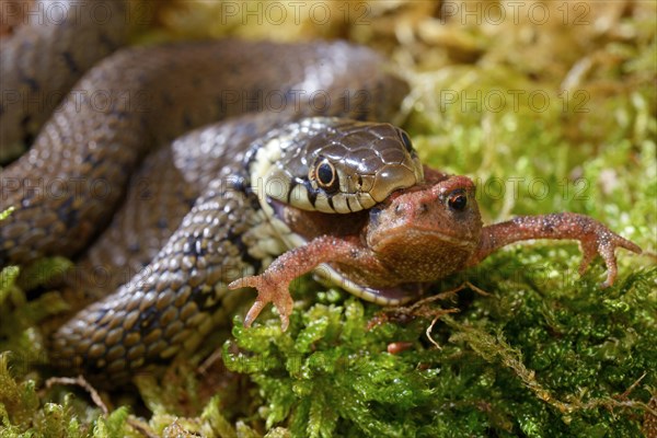 Barred grass snake (Natrix helvetica)