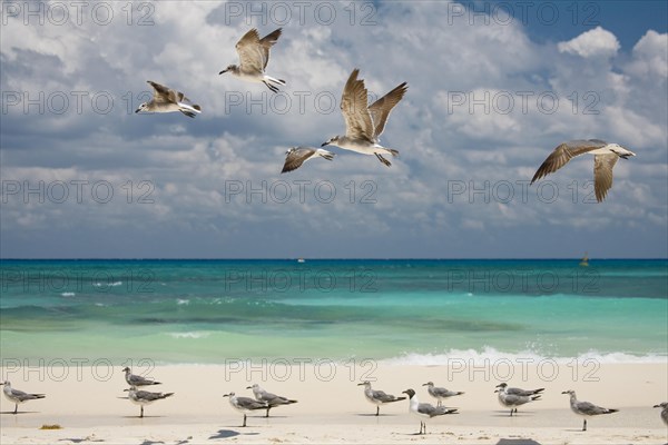 Gulls on the Caribbean coast