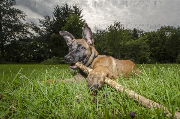 A young police dog in Schutzhund or protection dog training on a training field of the police