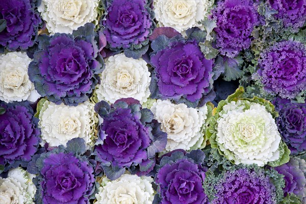 Ornamental cabbages