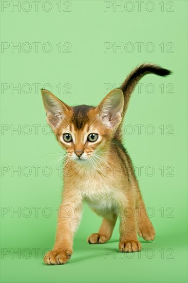 Abyssinian kitten
