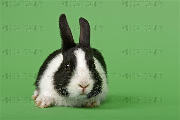 Dutch rabbit