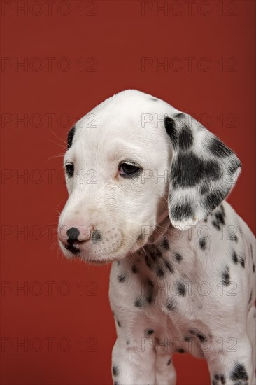 Dalmatian