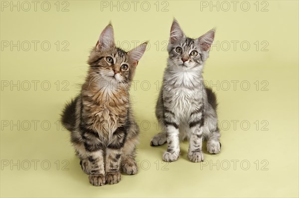 Two Maine Coon kittens