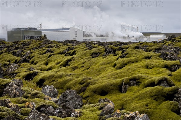 Lava covered with Elongate Rock Moss (Racomitrium elongatum) at the Svartsengi geothermal power station