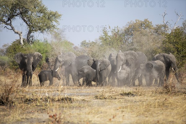 African elephants (Loxodonta africana) herd stirring up the dust Caprivi Region