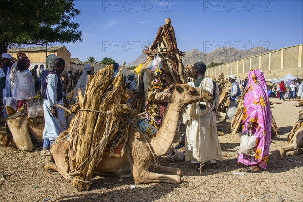 Camels loaded with firewood on the Monday market of Keren