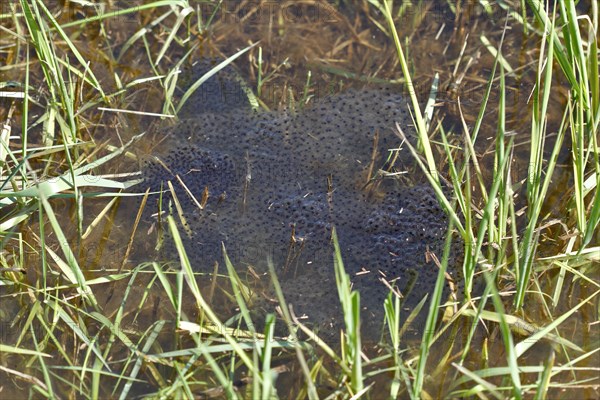 Lump of spawn from the Moor Frog (Rana arvalis)