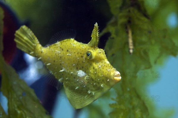 Korean black scraper (Thamnaconus modestoides)