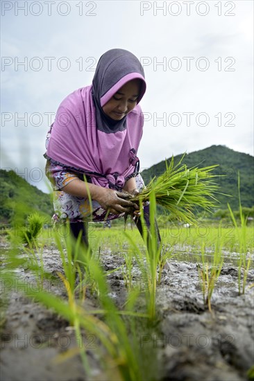 Rice farmer