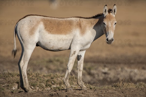 Onager wild Donkey (Equus hemionus)