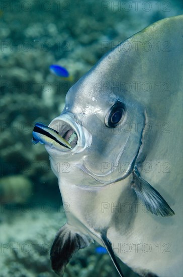 Golden Spadefish (Platax boersii) being cleaned by Bluestreak Cleaner Wrasse (Labroides dimidiatus)