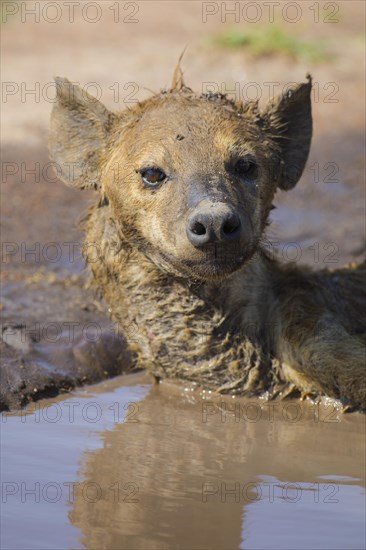 Spotted hyena (Crocuta crocuta) lying in a puddle to cool down