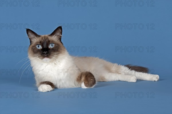 Ragdoll cat