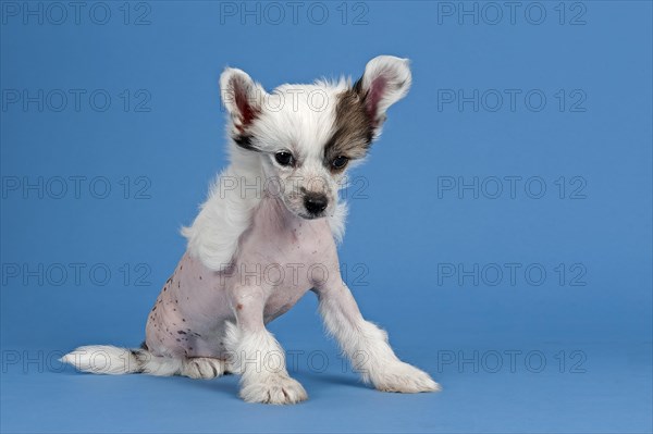 Chinese Crested Dog