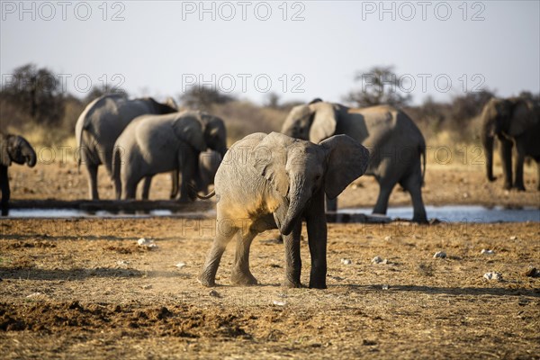 African elephants (Loxodonta africana)