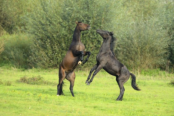 Two young horses fighting