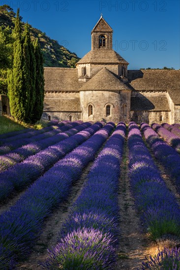 The Romanesque Cistercian Senanque Abbey