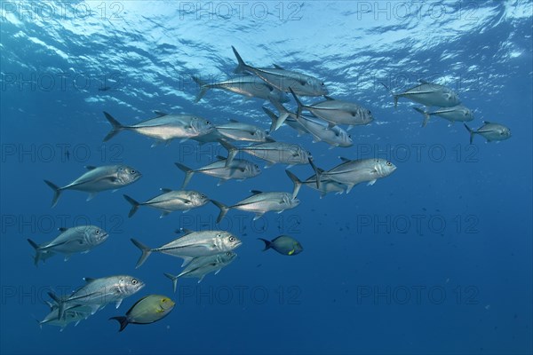 Swarm of bigeye trevally (Caranx sexfasciatus)