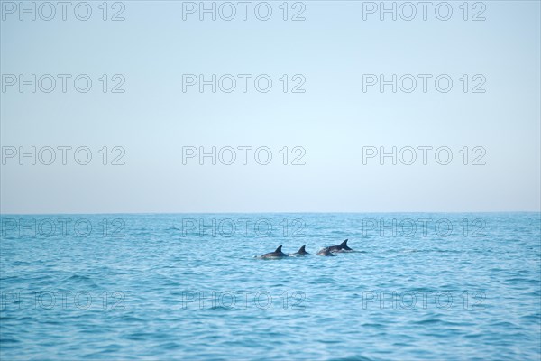 Bottlenose dolphins (Tursiops truncatus)