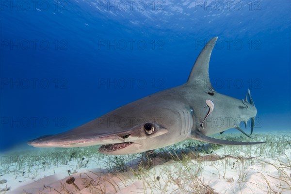 Great hammerhead shark (Sphyrna mokarran) Bimini