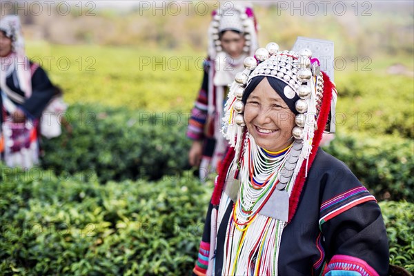 Akha hill tribe women picking tea