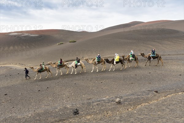 Camel riding