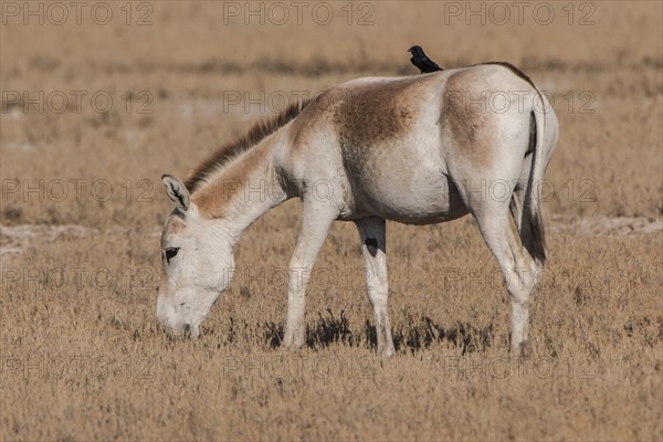 Onager or Asiatic wild ass (Equus hemionus)