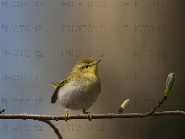 Wood Warbler (Phylloscopus sibilatrix)