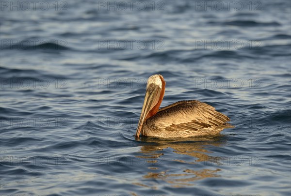 Brown pelican (Pelecanus occidentalis)