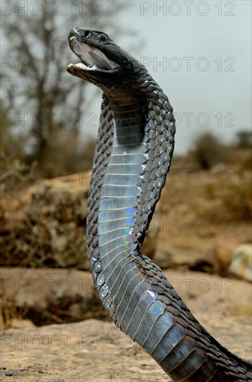 Egyptian cobra (Naja haje)