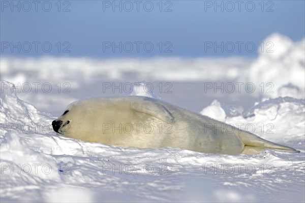 Harp seal (Pagophilus groenlandicus) pup sleeping on ice