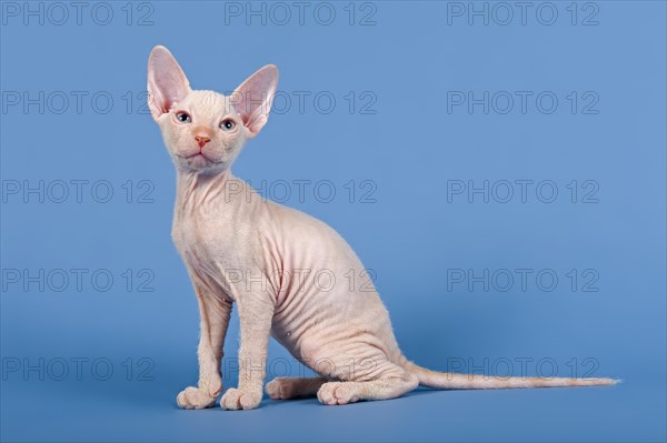 Don Sphynx kitten