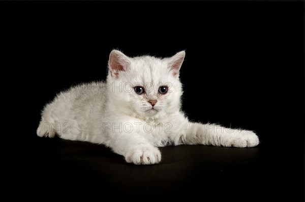 Selkirk Rex