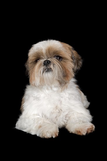 Shih Tzu