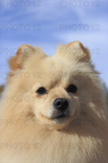 Pomeranian