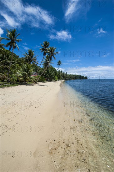 White sand beach and palm trees
