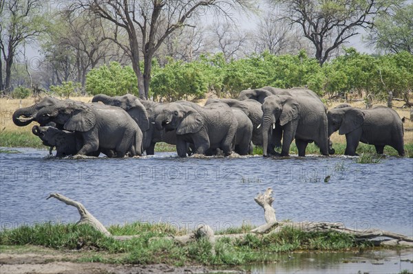 African elephants (Loxodonta africana)