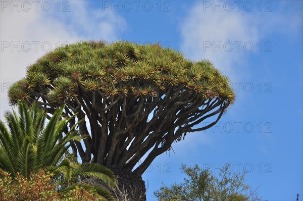 Canary Islands Dragon Tree or Drago (Dracaena draco)