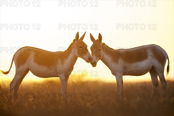 Two Onagers or Asiatic wild asses (Equus hemionus)