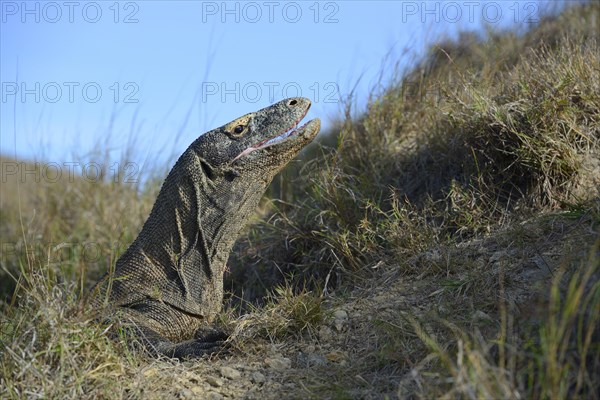 Komodo Dragon (Varanus komodoensis)