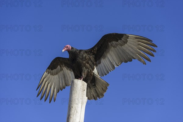 Turkey Vulture (Cathartes aura)