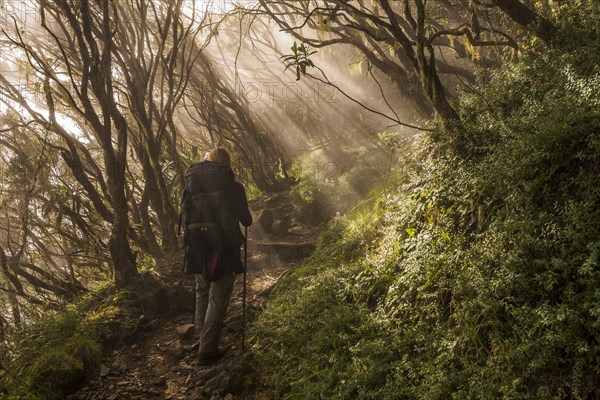 Young woman ascending the Piton des Neiges through the cloud forest