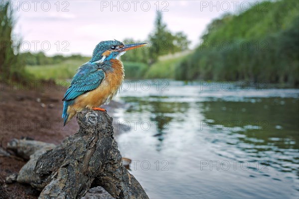 Kingfisher (Alcedo atthis)