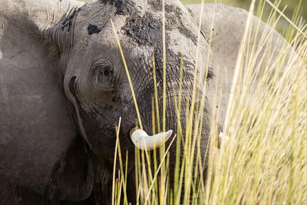 African Elephant (Loxodonta africana) standing in the reeds