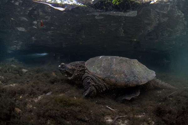 Common Snapping Turtle (Chelydra serpentina)