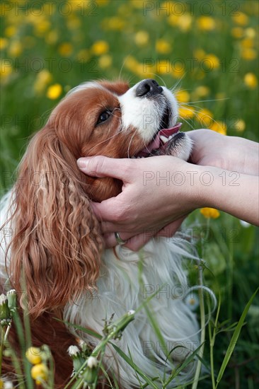 Cavalier King Charles Spaniel sitting in flower meadow being stroked